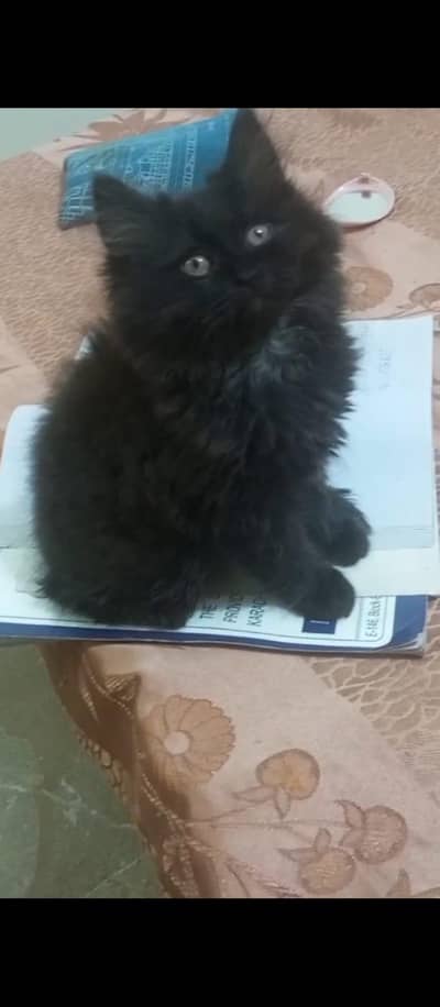 Persian kitten for sale in reasonable price