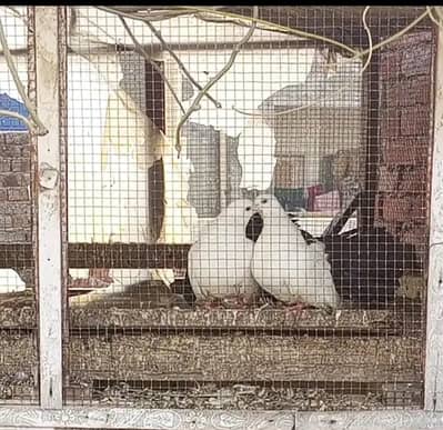 breeder blacktail kabooter pair pigeon black tale