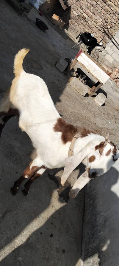 white and white brown