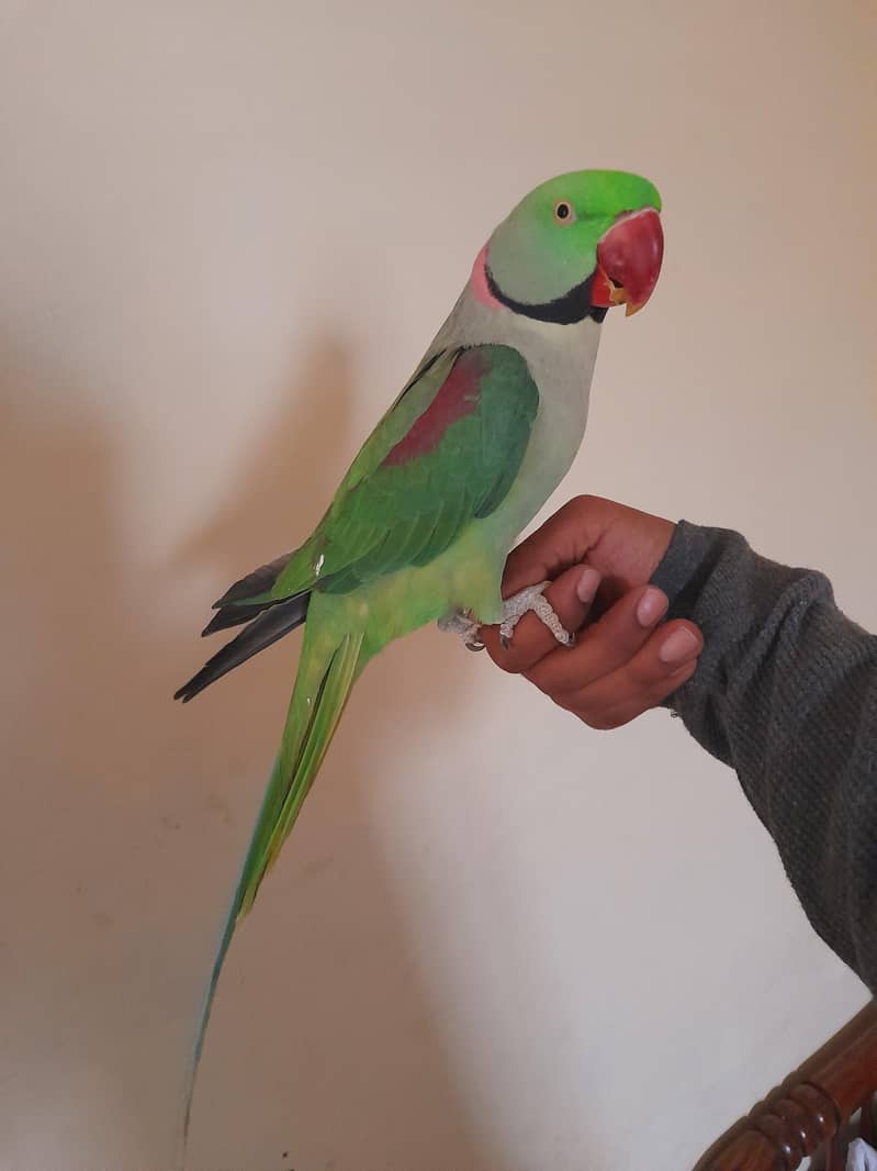 پیارا میٹھو 0