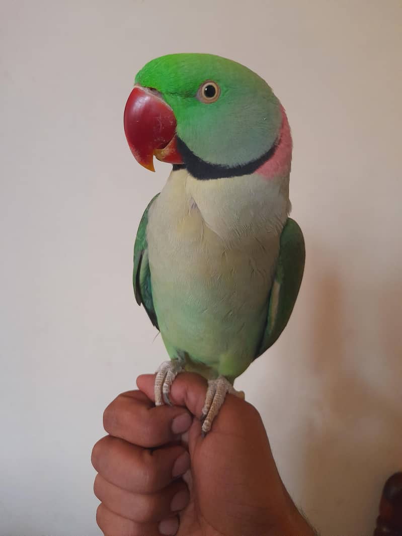 پیارا میٹھو 1