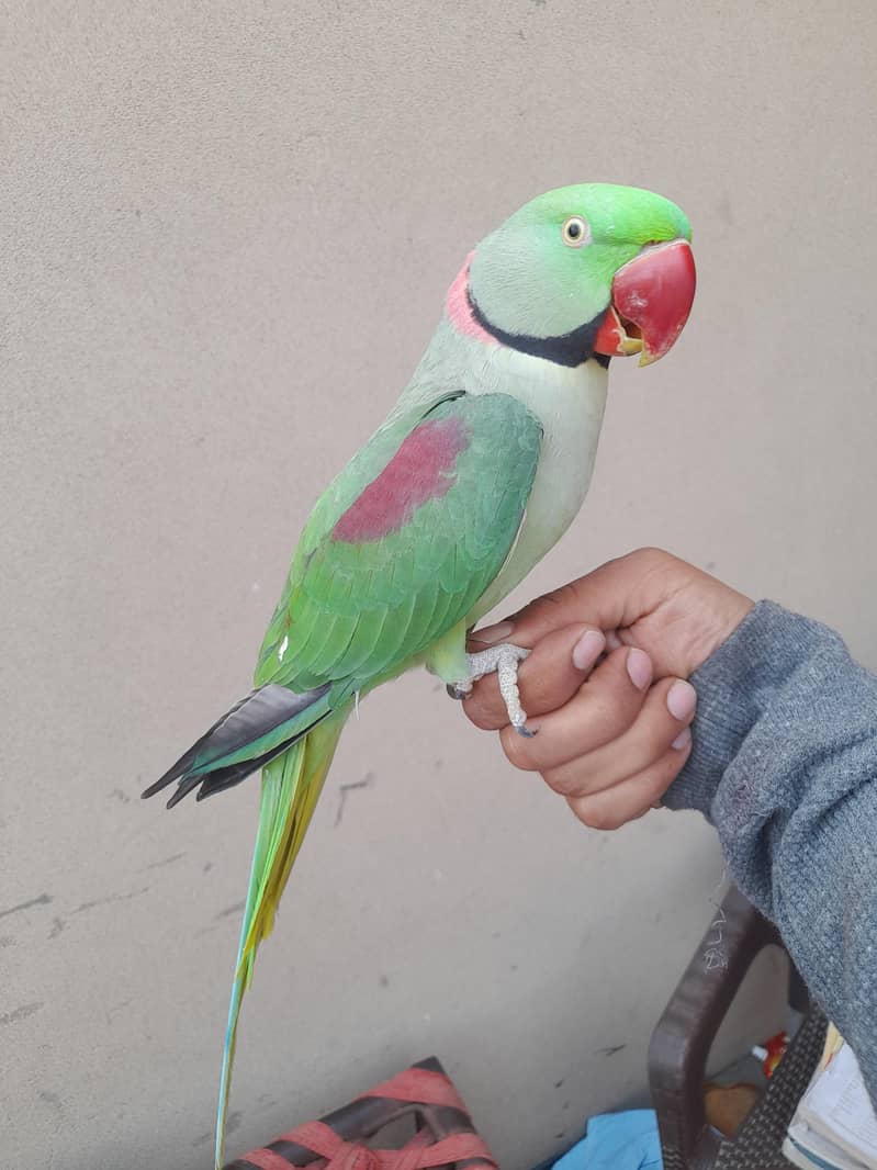 پیارا میٹھو 3