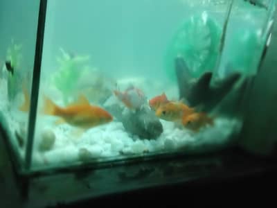 Complete Fish Aquarium with Healthy Goldfish and Blackfish for Sale