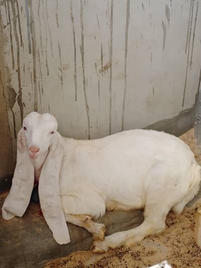 Goats Animals Goats bakres VIP Goats Animals