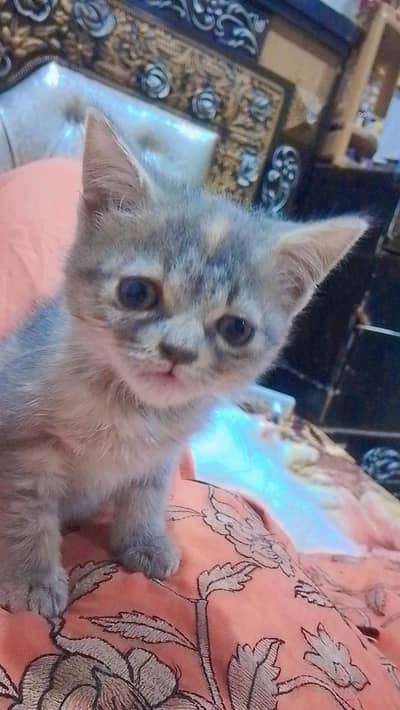 Persian Male Kitten For Sale