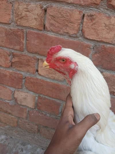 pure shamo male 1 year old huge body structure ma