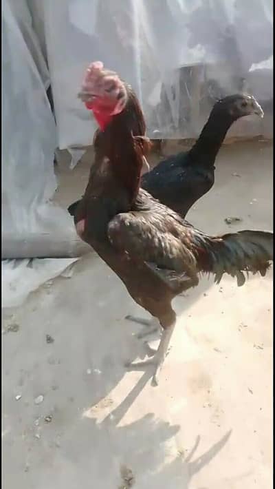 black dragon chicks available 03294325545