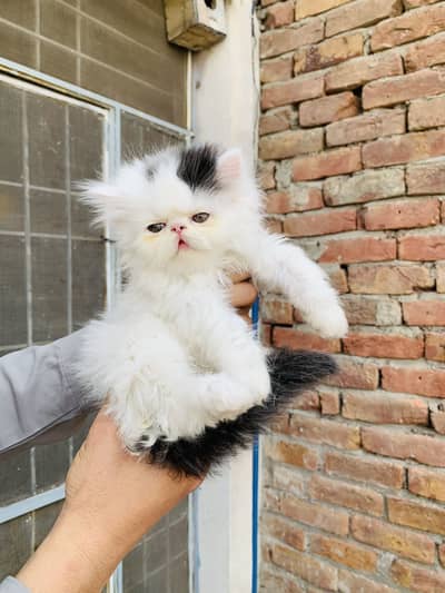 CFA Bloodline piki kitten