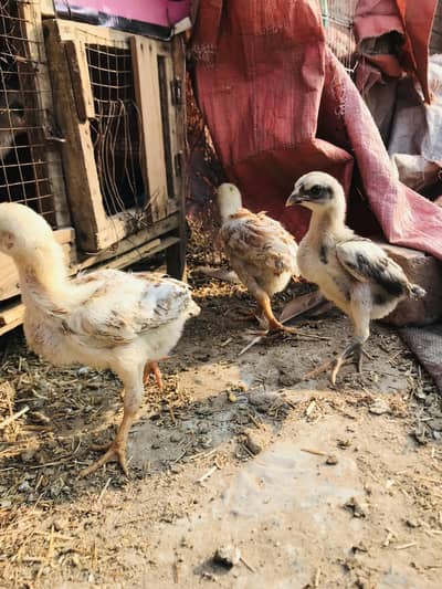 aseel band gaddi cheeks. . . 03074327731. .