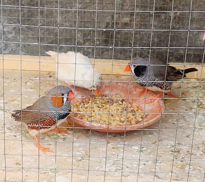 Top Quality Zebra Finches Breeder Pairs For Sale !!