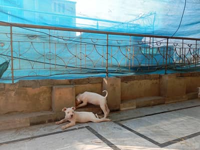 Amarican bully puppy pair for sale