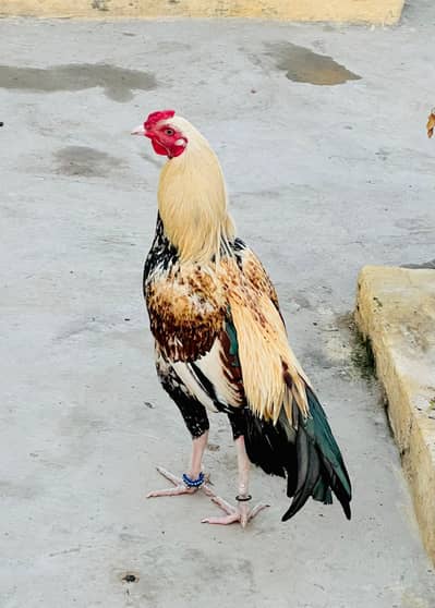 outclass parinda active and healthy