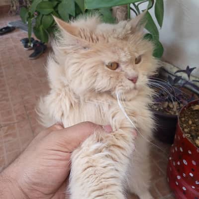 Persian cat