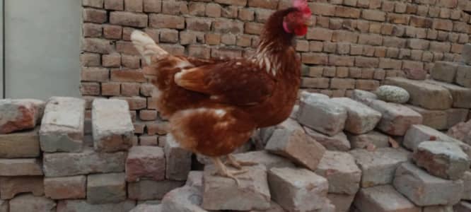 03256512525 healthy and active hens and newly laying eggs