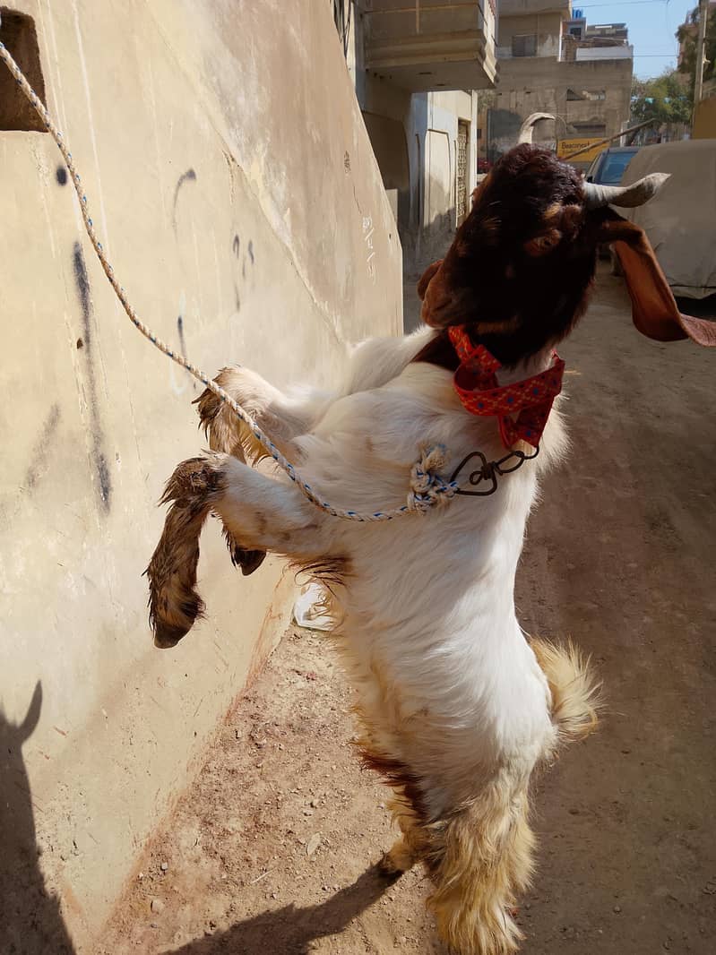 Bakra 1