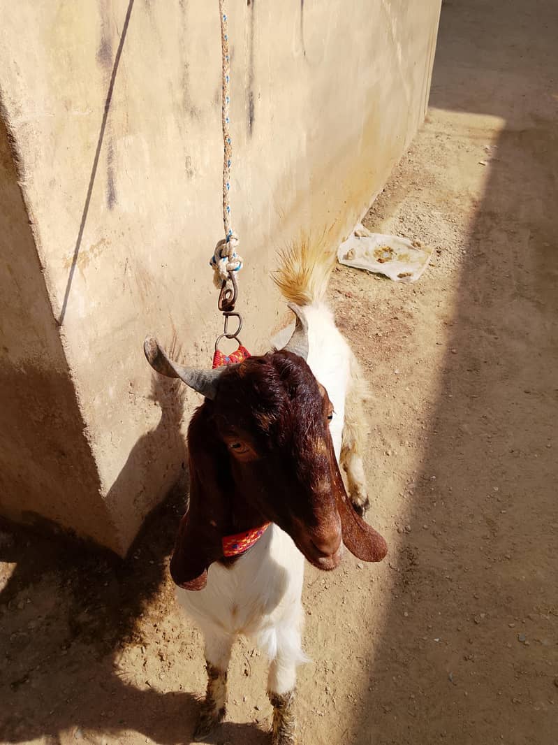 Bakra 2