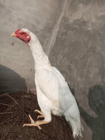 paper white baredr shamo madi available