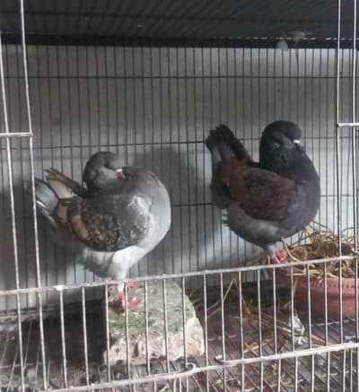 Top Quality modena breeder pair available birds fancy peigon