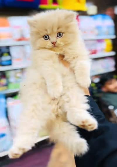 Cat | Kittens | Persian Cat Baby | ωâtsp /\/\€ 06 | 5୨8 | 6719