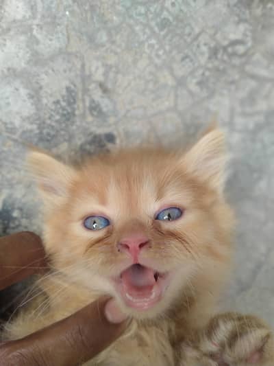 Persian kitten double coat  pair