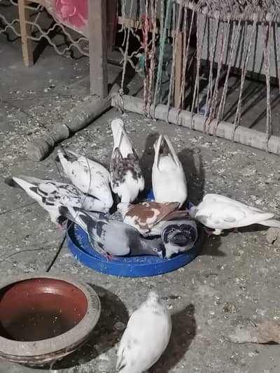 pigeons for sale