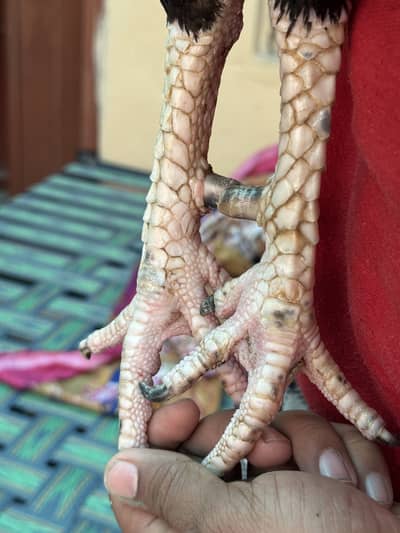 Top high quality lakha mushka breeder 03133317896