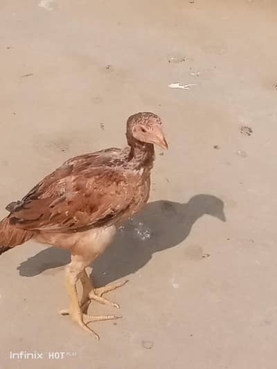 high quality homebareed