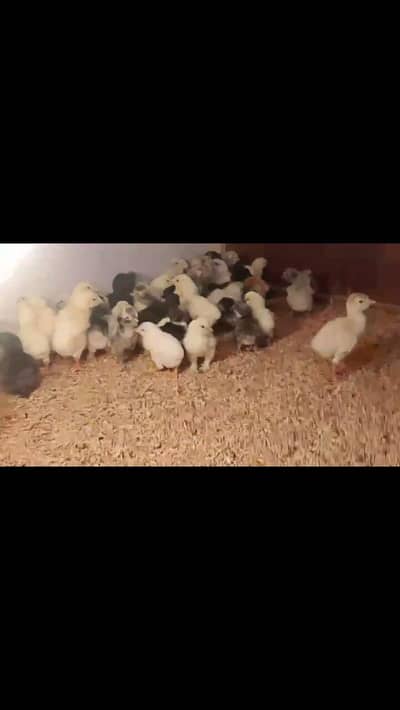 BUFF/POLISH/SILKY/SHAMO/TURKEY/HEERA/BANTAM/ROSECOMB/AYAMCEMANI