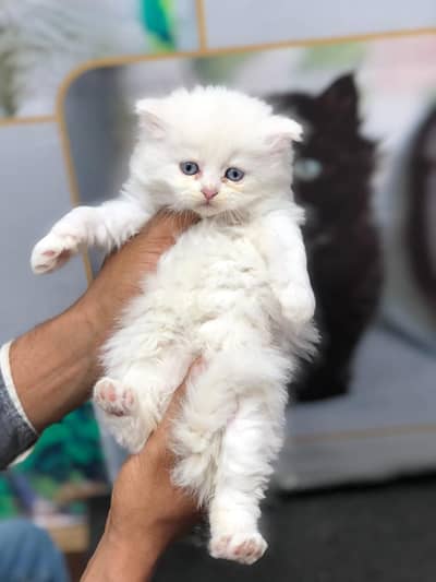 persian kitten | peki/piki | bicolor | punch face|white kittens triple