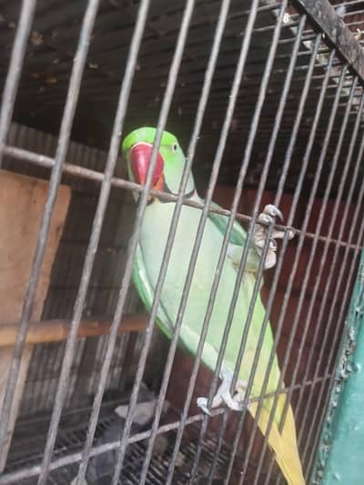 Raw parrort For sale    03340679496