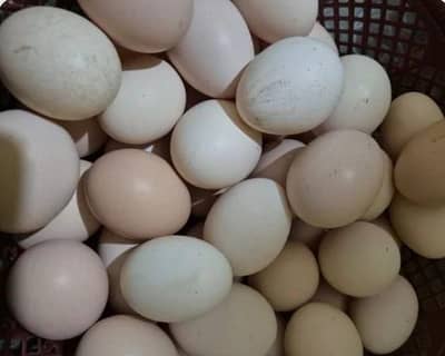 desi eggs