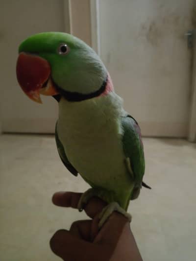 RAW PARROT MALE HAND TAME / FACE TO FACE TALKING