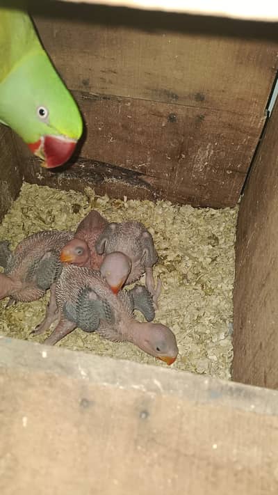 RAW Parrots baby Avaible