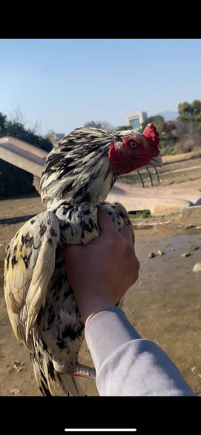 High quality aseel murga available whastapp 03194565241