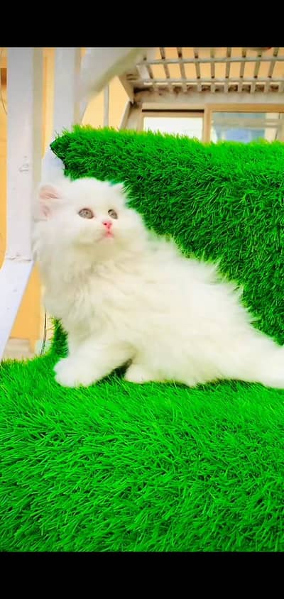pure persian cats vaccinated triple coated WhatsApp 03317823482