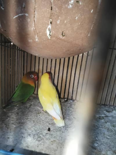 adult lotino female or black masket split male