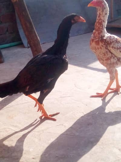 Jawa aseel and mian wali aseel murgi