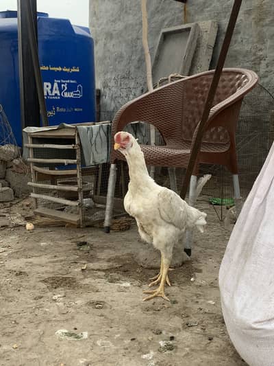 Shamo female high quality