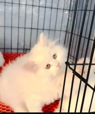 Persian cat for sale my WhatsApp number  0324-12-95-120
