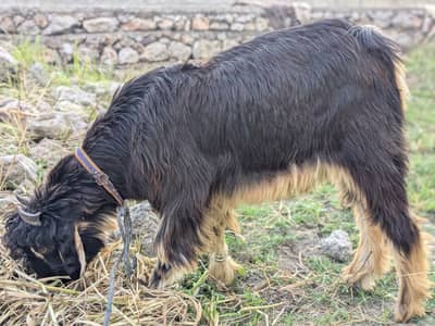 Nachi Bakra for sale