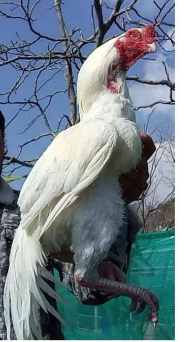 White Hera aseel Hi Quality Hera