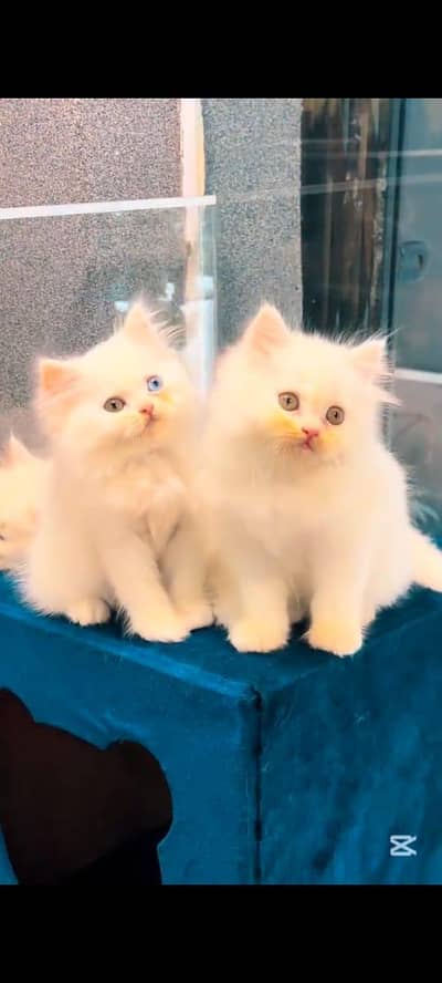 pure persian cats vaccinated triple coated WhatsApp 03317823482