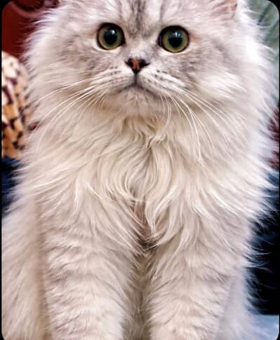 triple coat punch face male kitten