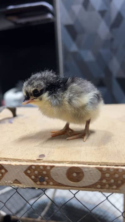 Australorp chicks 4-5 days old