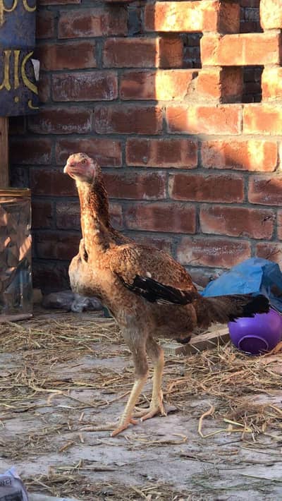 vietname female and chicks. . 03074327731. .