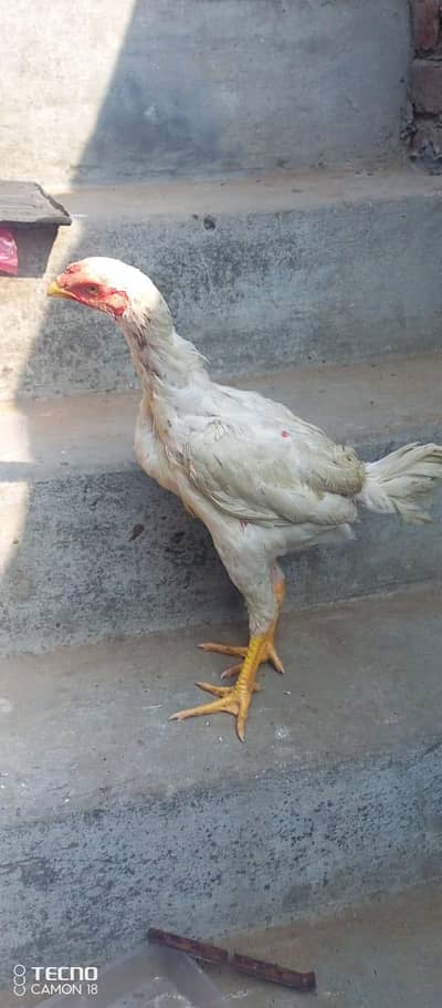 High Quality White O Shamo Male for Sale
