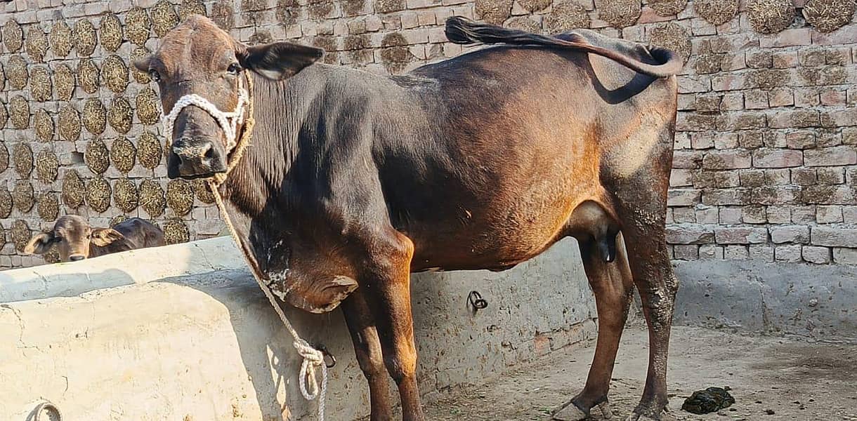 ساہیوال ولایتی کراس  گاے 0