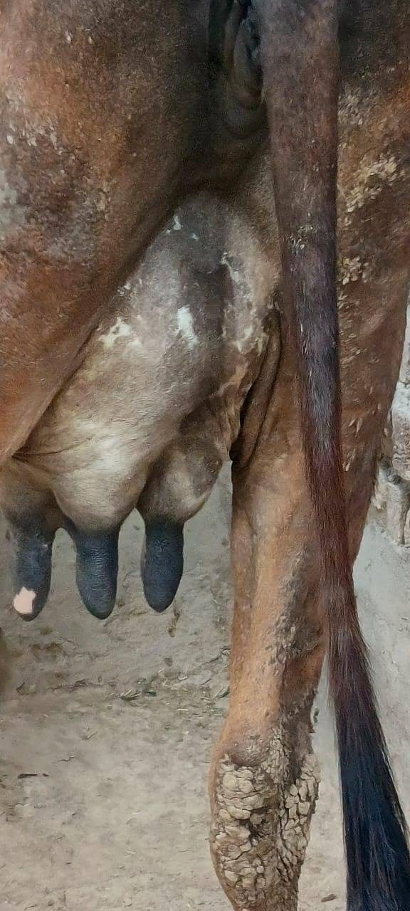 ساہیوال ولایتی کراس  گاے 3