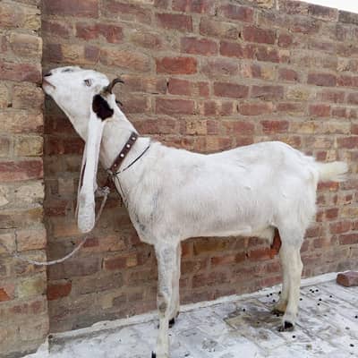 beautiful and healthy gulabi bakri for sale in mirpurkhas