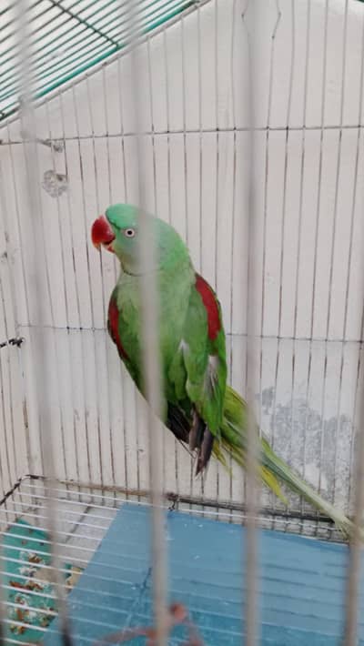 Raw Green Female  Full Hand & Team Cute 03016990534